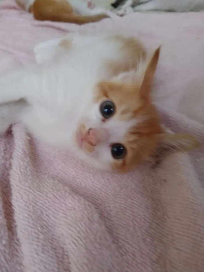 Gato ra a SRD idade 2 a 6 meses nome Sem Nome 