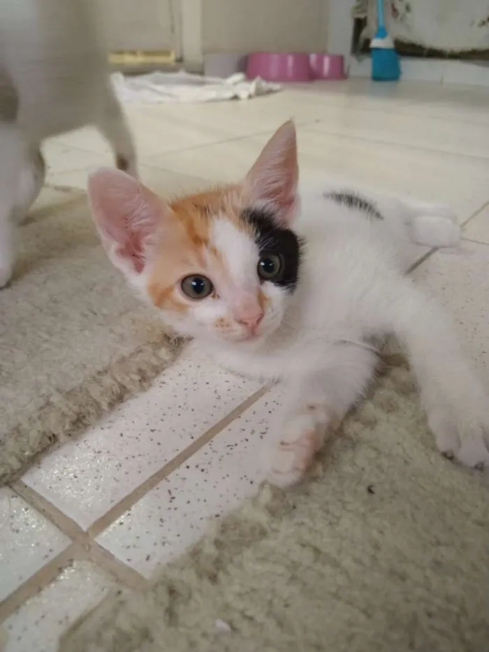 Gato ra a SRD idade 2 a 6 meses nome Sem Nome 