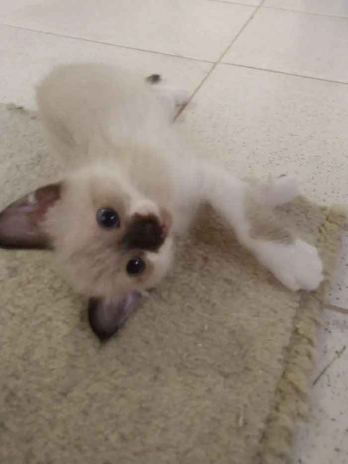 Gato ra a SRD idade 2 a 6 meses nome Sem Nome 