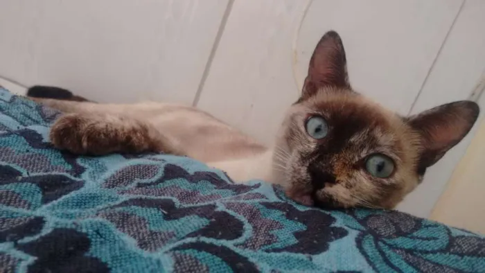 Gato ra a  idade 7 a 11 meses nome Olívia