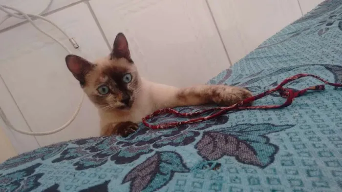 Gato ra a  idade 7 a 11 meses nome Olívia