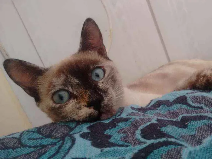 Gato ra a  idade 7 a 11 meses nome Olívia