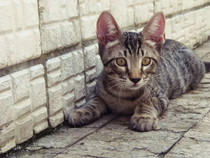 Gato raça srd idade 2 a 6 meses nome Dashi