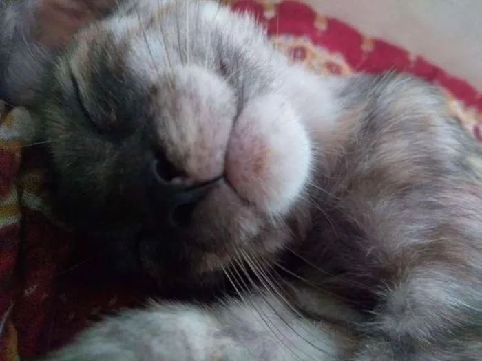 Gato raça Sem raça definida idade 2 a 6 meses nome Filhotes fofos