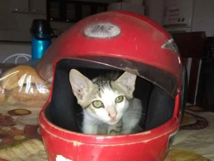 Gato raça Sem raça definida idade 2 a 6 meses nome Filhotes fofos