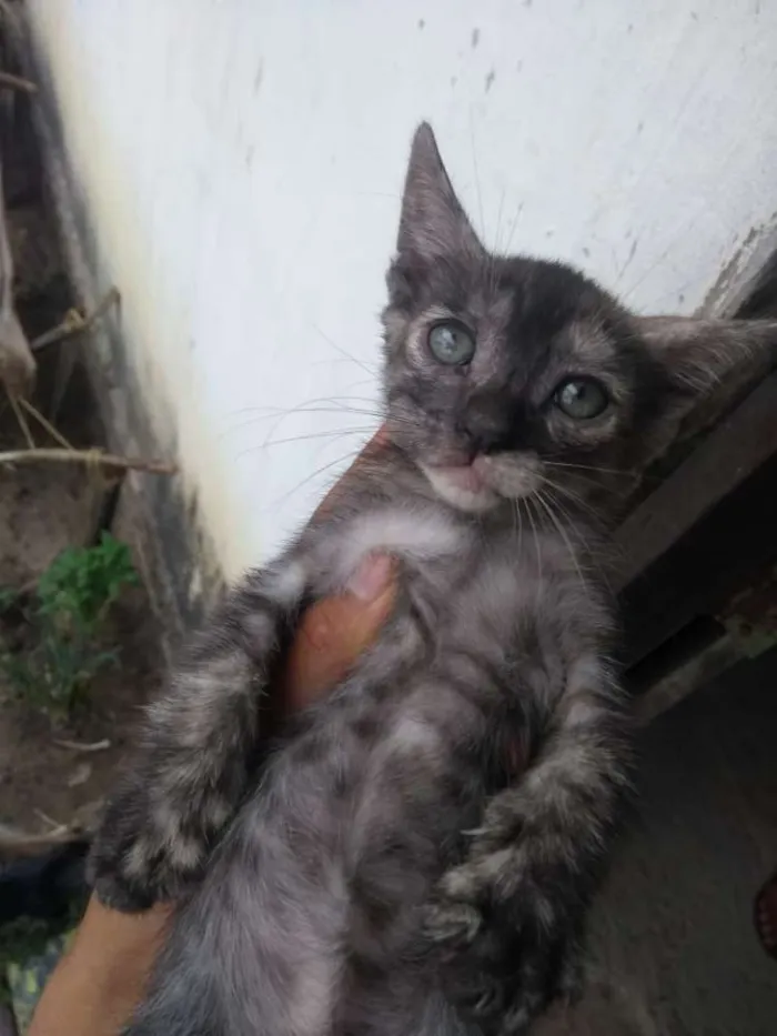 Gato raça Sem raça definida idade 2 a 6 meses nome Filhotes fofos
