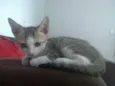 Filhotes fofos
