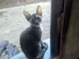 Filhotes fofos