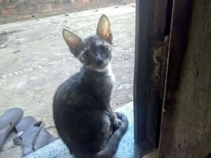 Gato raça Sem raça definida idade 2 a 6 meses nome Filhotes fofos