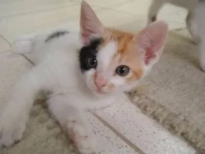 Gato raça SRD idade 2 a 6 meses nome Sem Nome 