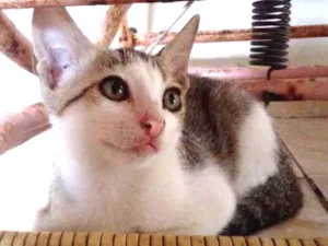 Gato raça Sem raça definida idade 2 a 6 meses nome Filhotes fofos