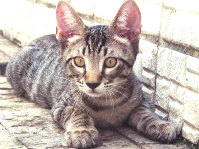 Gato raça srd idade 2 a 6 meses nome Dashi