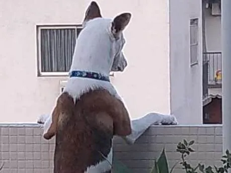 Cachorro ra a SRD idade 1 ano nome Fred