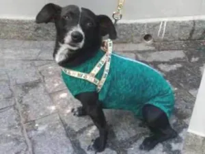 Cachorro raça SRD idade 2 anos nome MELISSA