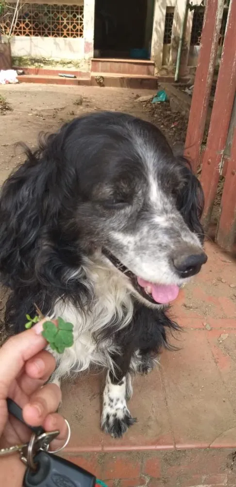Cachorro ra a Cocker idade 6 ou mais anos nome Joca