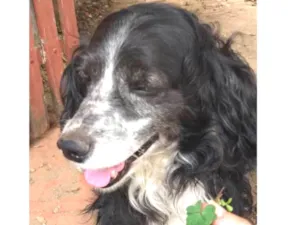 Cachorro raça Cocker idade 6 ou mais anos nome Joca