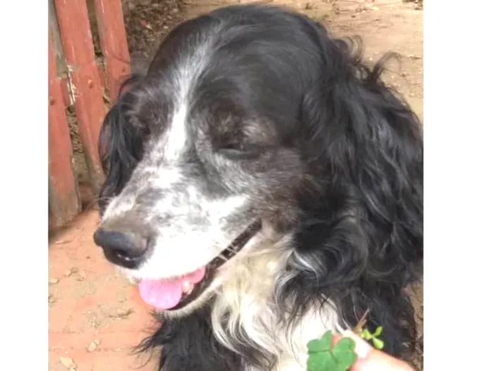 Cachorro ra a Cocker idade 6 ou mais anos nome Joca
