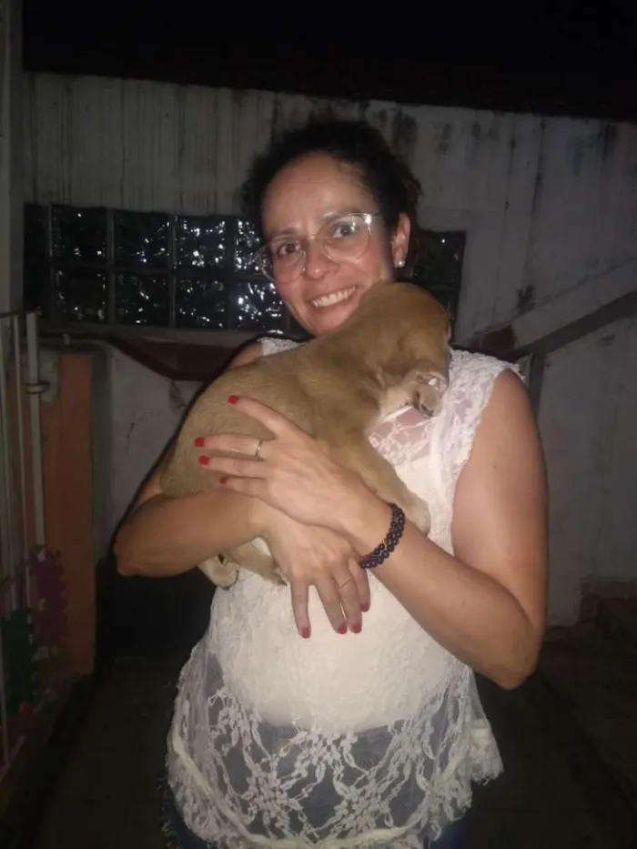 Cachorro ra a  idade 2 a 6 meses nome Petrônio 