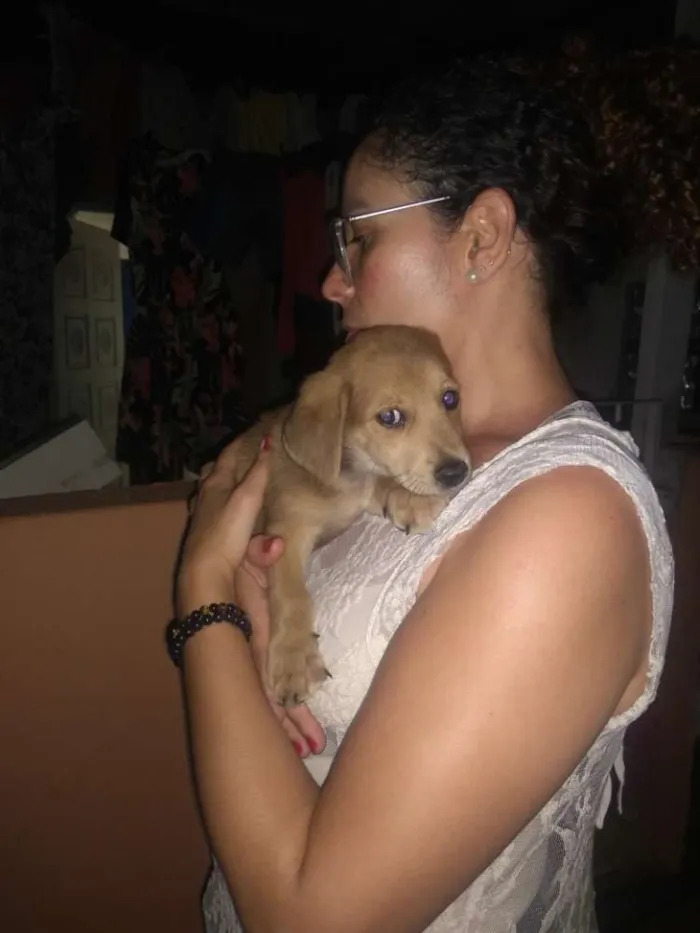Cachorro ra a  idade 2 a 6 meses nome Petrônio 