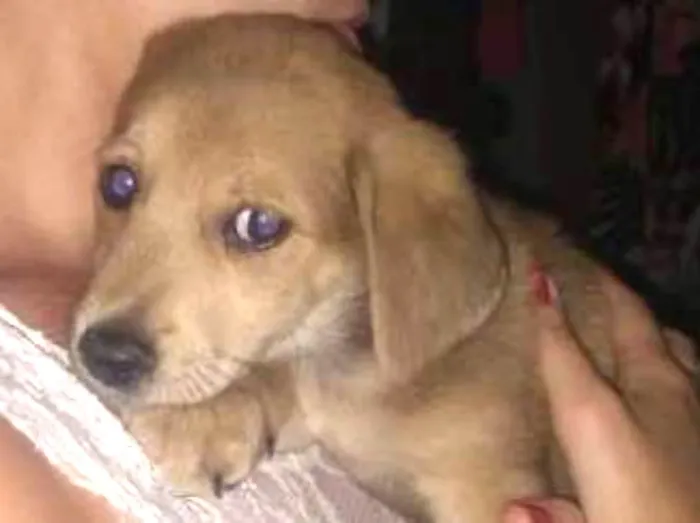 Cachorro ra a  idade 2 a 6 meses nome Petrônio 