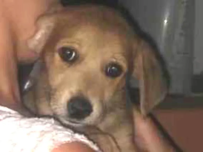 Cachorro ra a  idade 2 a 6 meses nome Petrônio 