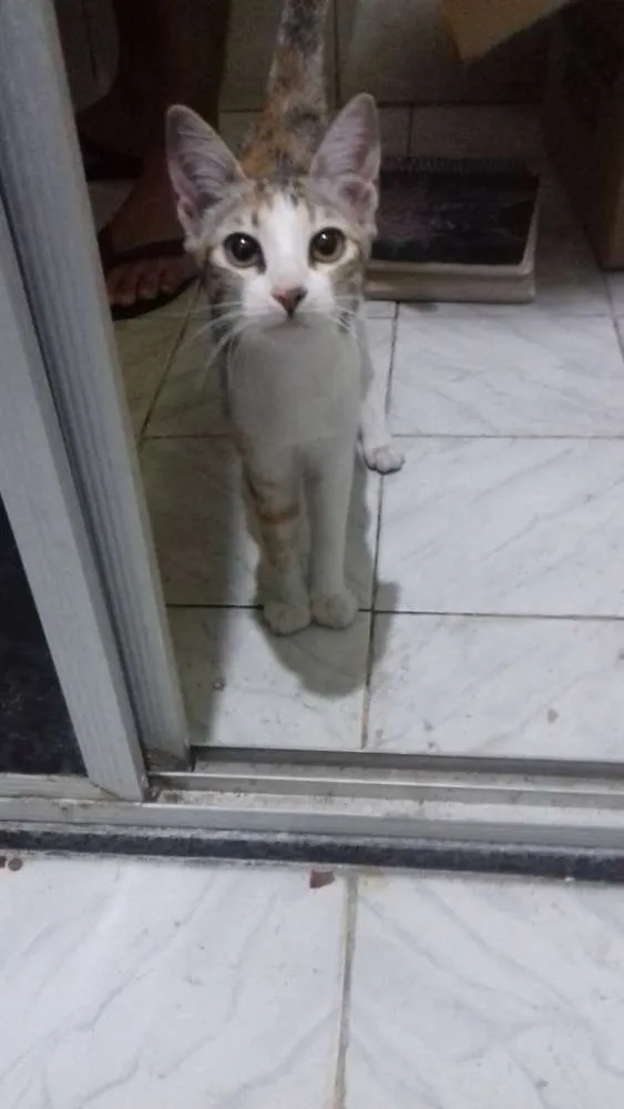 Gato raça Srd idade 2 a 6 meses nome Gisele
