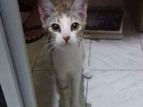 Gato raça Srd idade 2 a 6 meses nome Gisele