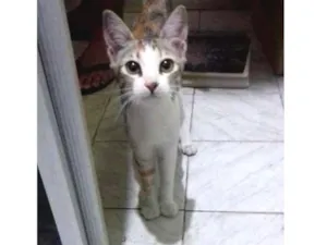 Gato raça Srd idade 2 a 6 meses nome Gisele