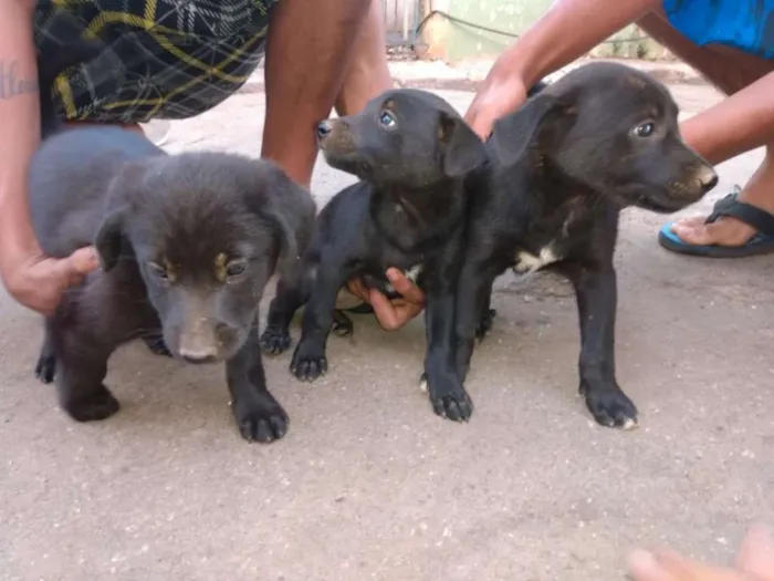 Cachorro ra a SRD idade Abaixo de 2 meses nome Sem nome