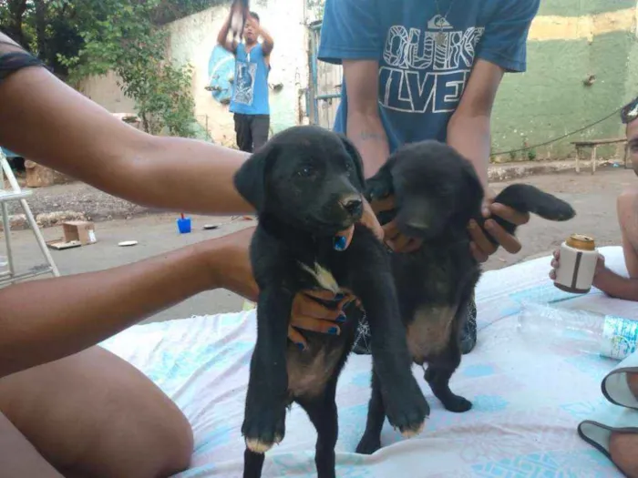 Cachorro ra a SRD idade Abaixo de 2 meses nome Sem nome