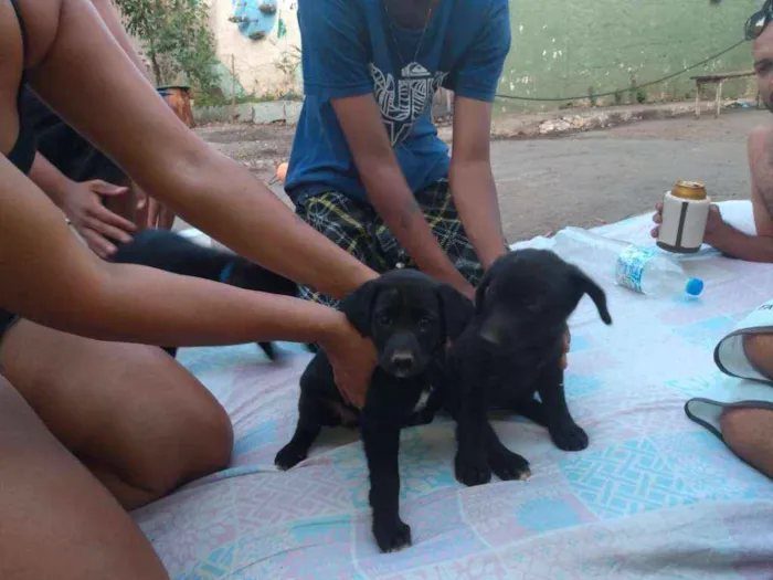 Cachorro ra a SRD idade Abaixo de 2 meses nome Sem nome