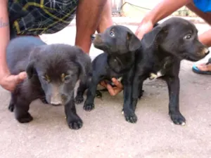 Cachorro raça SRD idade Abaixo de 2 meses nome Sem nome