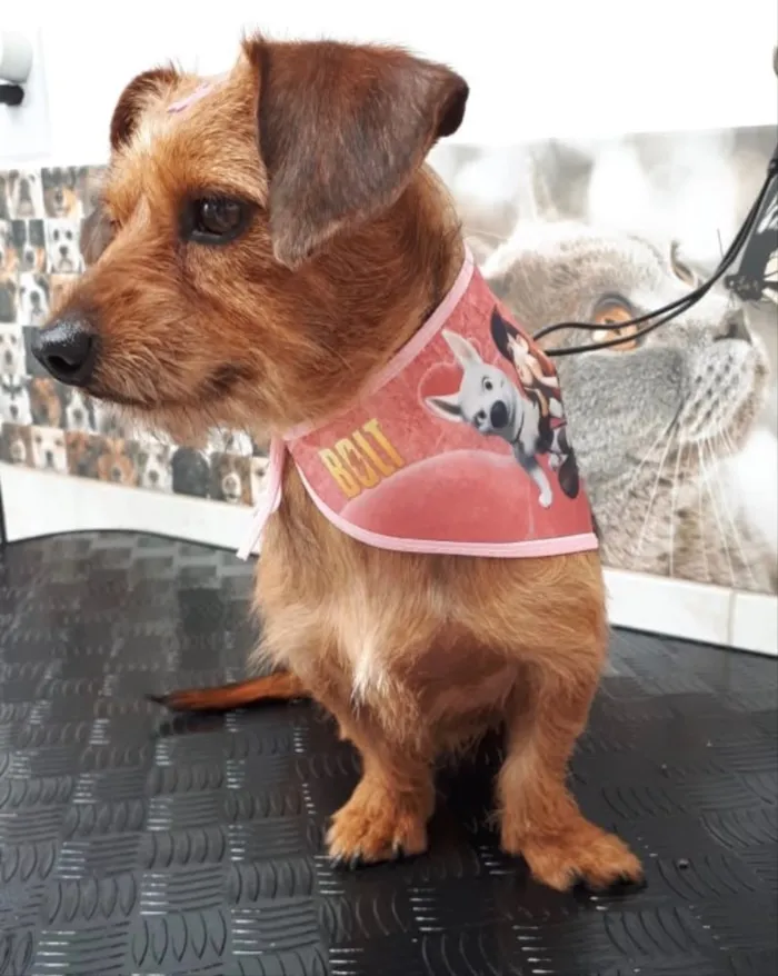 Cachorro ra a SEM RACA DEFINIDA idade 2 anos nome DRIKA