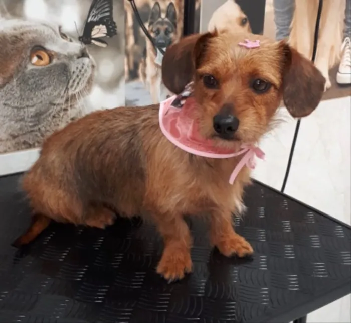 Cachorro ra a SEM RACA DEFINIDA idade 2 anos nome DRIKA