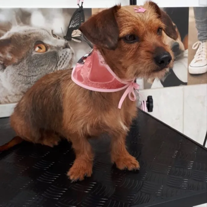 Cachorro ra a SEM RACA DEFINIDA idade 2 anos nome DRIKA