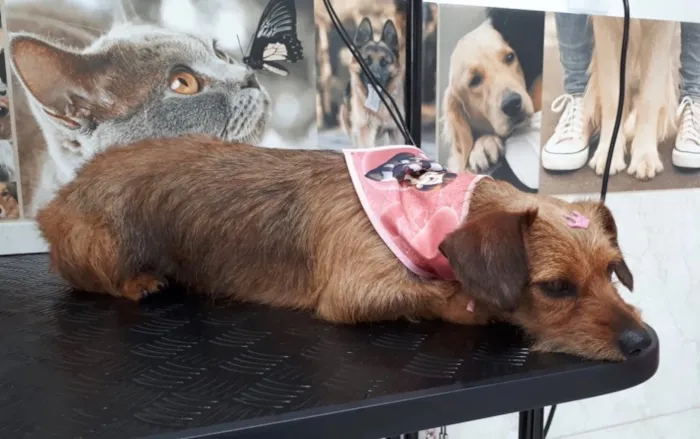 Cachorro ra a SEM RACA DEFINIDA idade 2 anos nome DRIKA