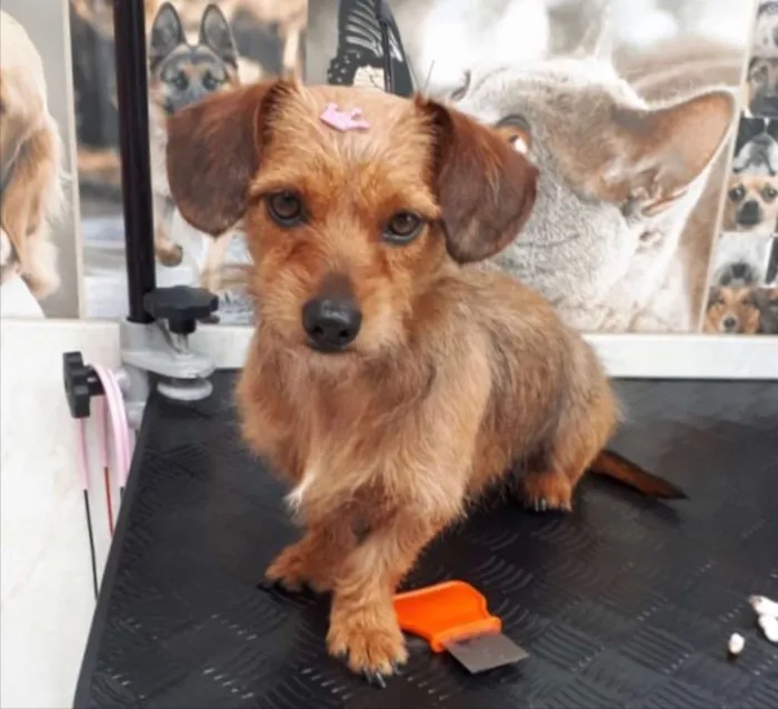 Cachorro ra a SEM RACA DEFINIDA idade 2 anos nome DRIKA