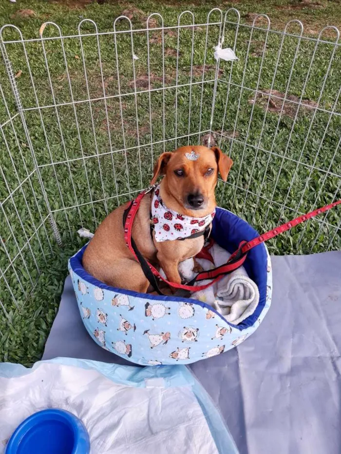 Cachorro ra a Mestiça bassêt idade 3 anos nome Belinha