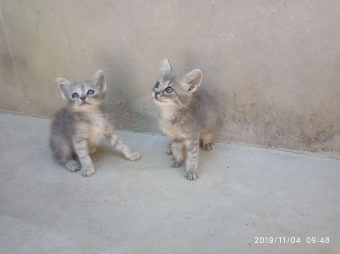 Gato raça SRD idade Abaixo de 2 meses nome Ainda não Possui