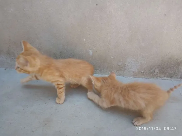 Gato raça SRD idade Abaixo de 2 meses nome Ainda não Possui