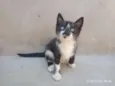 Ainda não Possui