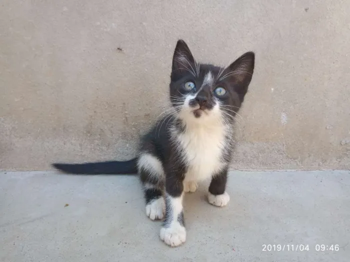 Gato raça SRD idade Abaixo de 2 meses nome Ainda não Possui