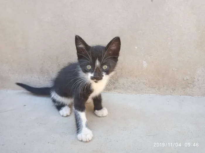 Gato raça SRD idade Abaixo de 2 meses nome Ainda não Possui