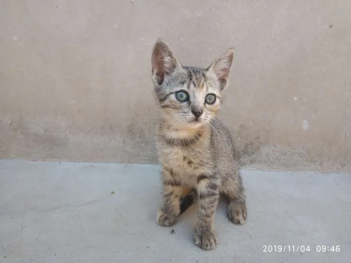 Gato raça SRD idade Abaixo de 2 meses nome Ainda não Possui