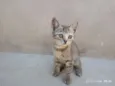 Ainda não Possui