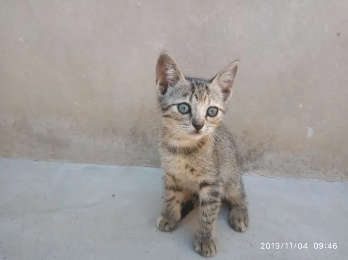 Gato raça SRD idade Abaixo de 2 meses nome Ainda não Possui