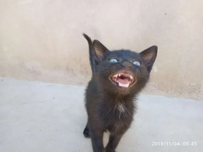 Gato raça SRD idade Abaixo de 2 meses nome Ainda não Possui