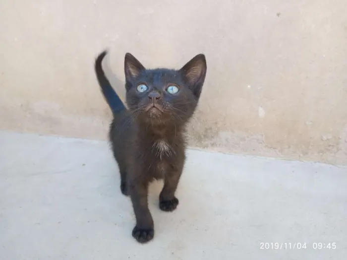 Gato raça SRD idade Abaixo de 2 meses nome Ainda não Possui