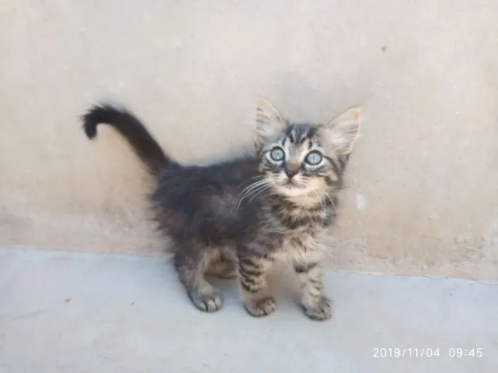 Gato raça SRD idade Abaixo de 2 meses nome Ainda não Possui