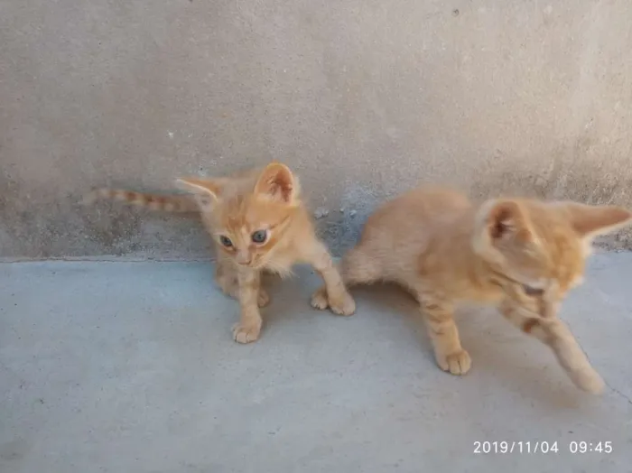 Gato raça SRD idade Abaixo de 2 meses nome Ainda não Possui
